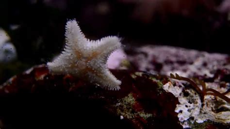 real time starfish cold saltwater aquarium  relaxing sounds youtube