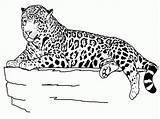 Cheetah sketch template