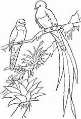 Coloring Pages Quetzal Bird Guatemala Birds Adult Printable Drawing Adults Dibujos Color Flickr Coupons Outline Designs Blanco Drawings Animal Designlooter sketch template