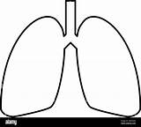 Lungs Outline Simple Color Human Vector Alamy Flat Icon Illustration Style sketch template