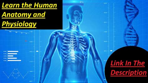 external body parts  human youtube