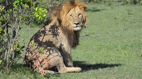 masai mara lion sex youtube