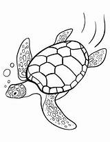 Turtle Sea Coloring Pages Outline Drawing Clipart Turtles Printable Draw Loggerhead Clipartbest Da Pattern Coloringcafe Print Tartaruga Easy Line Animal sketch template