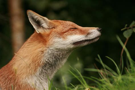 Stretching Fox Photograph By Jacqui Collett