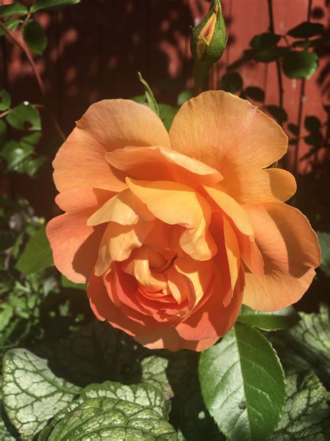 pat austin rose  full bloom traedgard