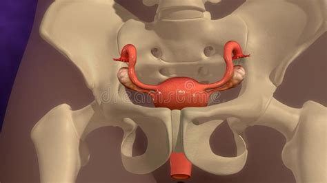 Female Reproductive System Stock Illustration