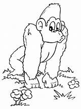 Gorilla Coloring Pages Printable Cute Color Mountain Print Kids Getcolorings Pag Popular sketch template