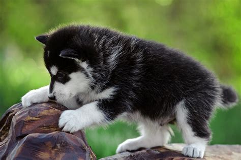 characteristic features  mini husky dogs pet ponder