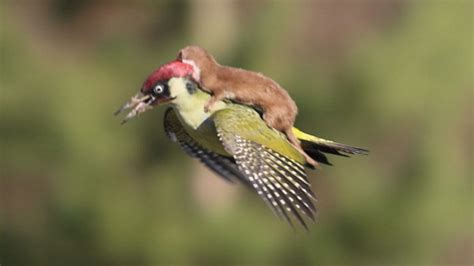 amazing photo weasel rides on a woodpecker