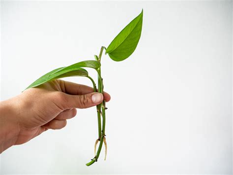 makkelijke planten om te stekken plantleven