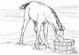 Colorear Cheval Colt Caballo Pferde Bebiendo Potrillo Poulain Boit Trog Pferd Stampare Disegno sketch template