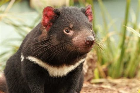 amazing facts   tasmanian devil bonorong wildlife sanctuary