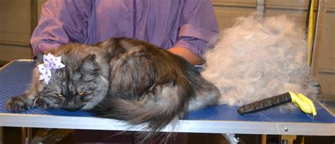 sasha kylies cat grooming services