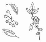 Lingonberry Cowberry Blueberries sketch template