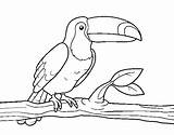 Toucan Coloring Coloringcrew Birds sketch template