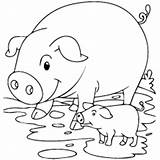 Pig Mud Coloring Pages Printable Piglet Pigs Color 230px 28kb sketch template