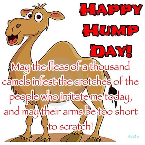Pin By Joan Sherwood On Funny Sayings Hump Day Humor