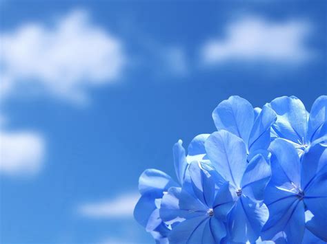 top 46 imagen background blue flower wallpaper vn