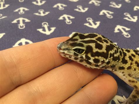 leopard gecko   dry skin   nose    bit