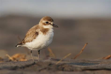 lesser sand plover charadrius mongolus birdingplaceseu