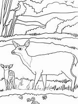 Coloring Deer Mule Baby Pages Mother Printable Clipart Para Venado Hembra Dibujar Color Drawing Categories Popular sketch template