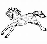 Running Horse Coloring Coloringcrew Gif sketch template