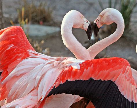 flamingo  biggest animals kingdom
