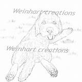 Goldendoodle Doodle sketch template