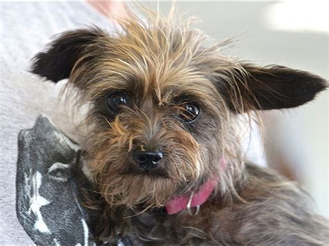 adopted gidget age 3yr as of sept 2013 sex female breed yorkie rat terrier mixed breed
