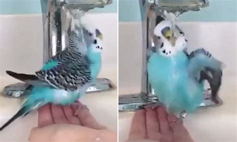 Cute Budgie In The Us Loves Drinking Water From The Tap Daily Mail Online