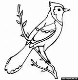 Coloring Jay Blue Bird Pages Birds Printable Color Drawing Outline Branch Baby Cliparts Bear Mama Thecolor Coloringpages101 Kids Sheets Drawings sketch template