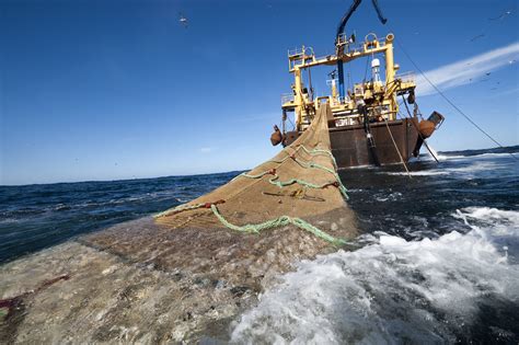 la pesca sustentable es clave en la produccion de alimentos  bajo impacto ambiental
