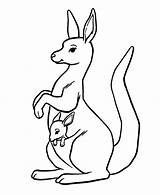 Coloring Kangaroos Kids Pages Color Printable Animals sketch template