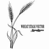 Wheat Stalk Vector Clipart Tattoo Clip Graphic Border Drawing Circle Vintage Vectors Svg Cliparts Soybean Line Antiquities Vectorizing Library Coloring sketch template