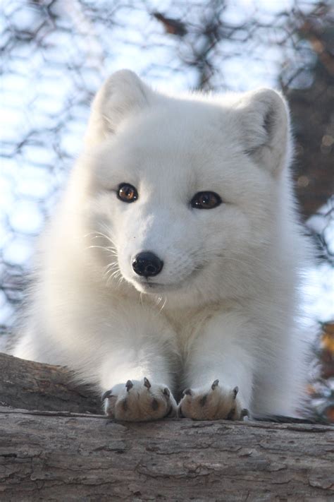 arctic fox pup   infectious smile raww