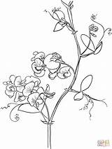 Pea Coloring Lathyrus Sweet Odoratus Pages Flowers Flower Drawing Sweetpea Printable Tattoo Supercoloring Line Vine Drawings Outline Adult Poppy Peas sketch template