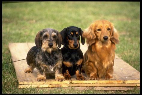 dachshund pictures pics images    inspiration