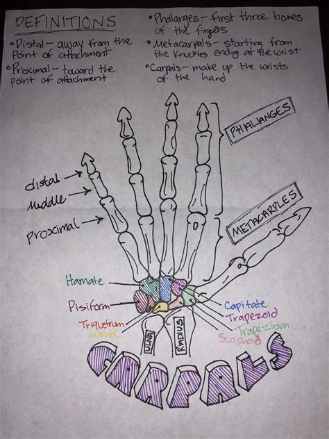 carpal bones labeled hand bones vector illustration labeled