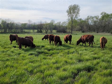 grasslands abandoning meat  spell disaster  vital ecosystems kansas