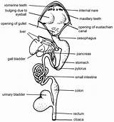 Digestive Physiology Digestion Gl sketch template