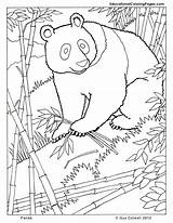 Coloring Panda Pages Animals Animal Mammals Realistic Kids Mammal Printable Zoo Lioness Book Colouring Color Forest Sheets Drawing Cute Books sketch template