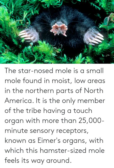 The Star Nosed Mole Is A Small Mole Found In Moist Low Areas In The