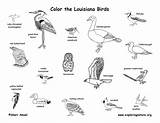 Birds Louisiana State Mammals Reptiles Coloring Exploringnature Amphibians Habitats sketch template