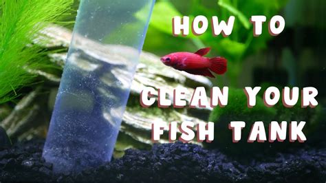 customsitebydesign       clean fish tank
