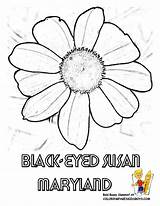 Coloring Flower Pages State Printable Maryland Susan Eyed Maine States Montana Drawings Sheets Color Drawing Printables Gif Print Yescoloring Usa sketch template