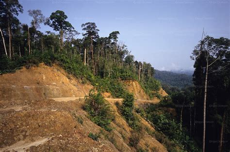 Logging Road Destruction Of Habitat Tropical Rainforest Malaysia