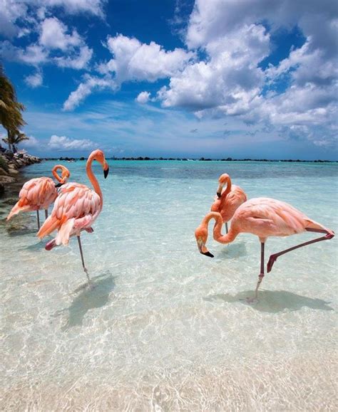 august  flamingo pictures flamingo beach flamingo