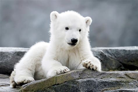 zoo reveals polar bear cub  female  seeks