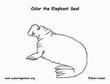 Seal Elephant Coloring Pages Popular sketch template