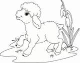 Coloring Lamb Pages Easter God Farm Kids Book Sheep Jesus Drawing Para Colorear Animal Dibujos Tattoo выбрать доску Spring Getdrawings sketch template